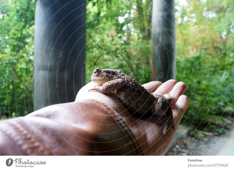 I have found the Frog King - or a hand is carefully holding a big toad to keep it safe red Animal Nature Colour photo 1 Exterior shot Wild animal Close-up Day
