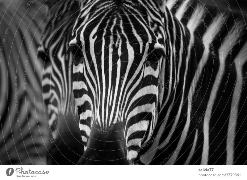 Zebra View Looking Animal Zoology Animal portrait Wild animal Close-up Deserted Stripe Pattern Nature Black White Africa Exterior shot Striped