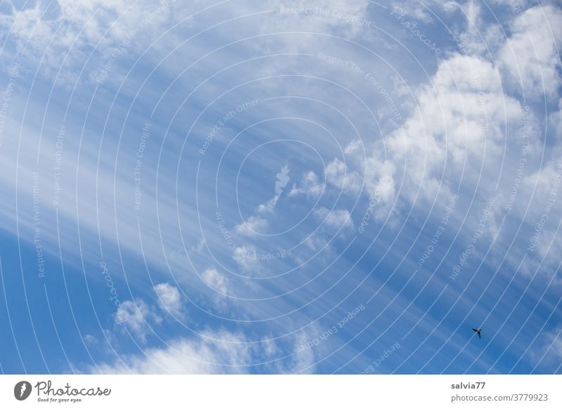 vital | atmosphere Sky Clouds cirrostratus clouds Blue Nature birds Beautiful weather Weather Atmosphere Air Meteorology Colour photo Elements Climate