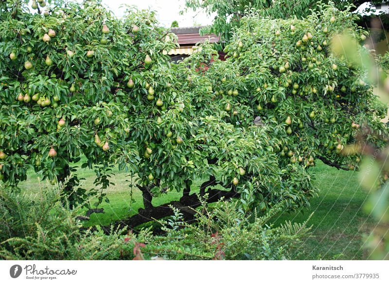 Many pears hang in the dense branches of the pear tree. Pear Fruit Pomacious fruits Pear tree Tree Fruit trees Eating Food vitamins salubriously Nutrition