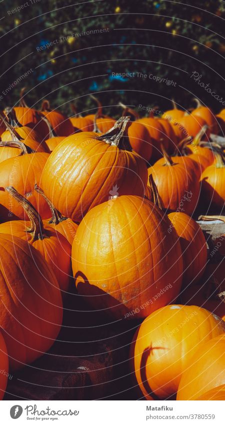 pumpkin Pumpkin Hallowe'en Orange Autumn Vegetable Thanksgiving Food Decoration Harvest Seasons seasonal Agriculture October