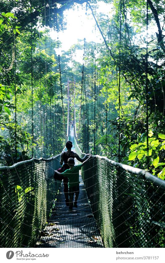 beginning and end | bridges...breaking new ground rainforest Green leaves Impressive Light Shadow Bridge Suspension bridge Virgin forest Wanderlust Landscape