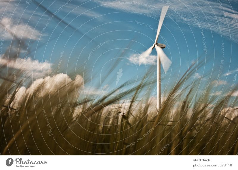 Wind turbine behind grain Grain Agriculture Forestry Energy industry Renewable energy Wind energy plant Environment Nature Landscape Sky Sunlight Summer Gale
