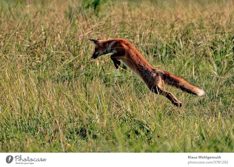 red fox hunting