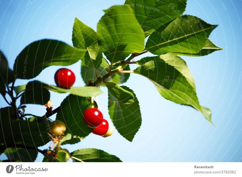 The branch of a cherry tree with bright red cherries. Cherry fruit Stone fruit fruits Red Illuminate Cherry tree Branch Twig Summer Harvest reap Mature