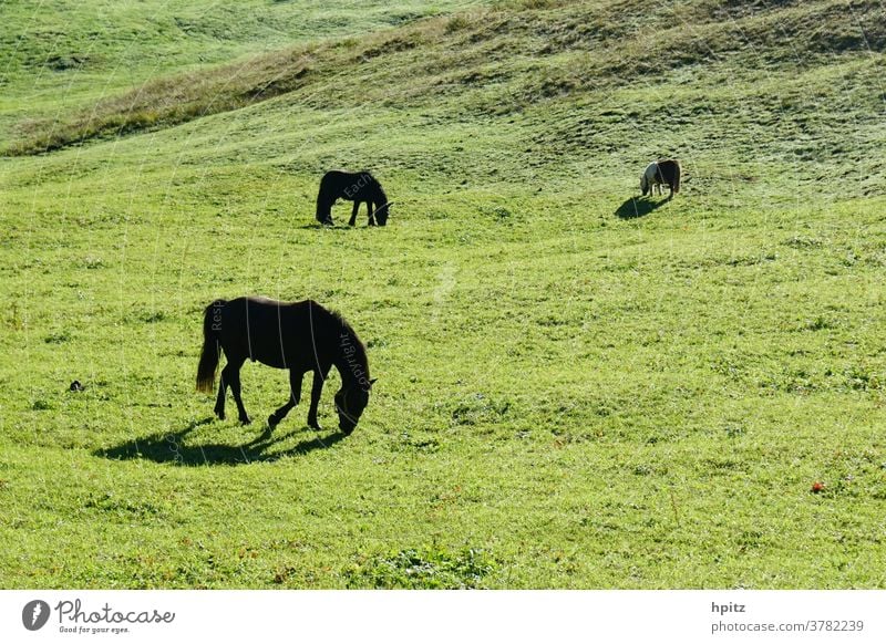 Horses on the pasture in the morning sun Horses; pasture Summer Nature Grass Meadow Green Breakfast in the pasture Landscape Environment Back-light