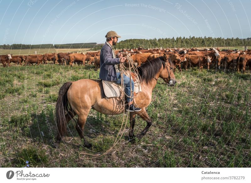 Horse and rider with lasso approach the herd of cows in the pasture daylight Day Beautiful weather Grass Sky Horizon Cow Farm animal Animal Nature Landscape
