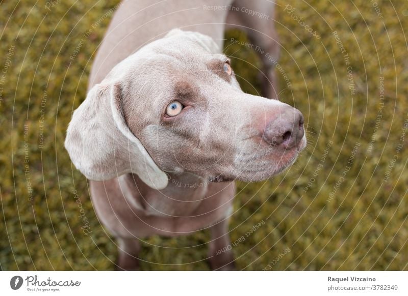 Close-up of a gray weimaraner breed dog with yellow eyes. pet animal brown labrador puppy cute canine grass portrait close-up retriever chocolate white young