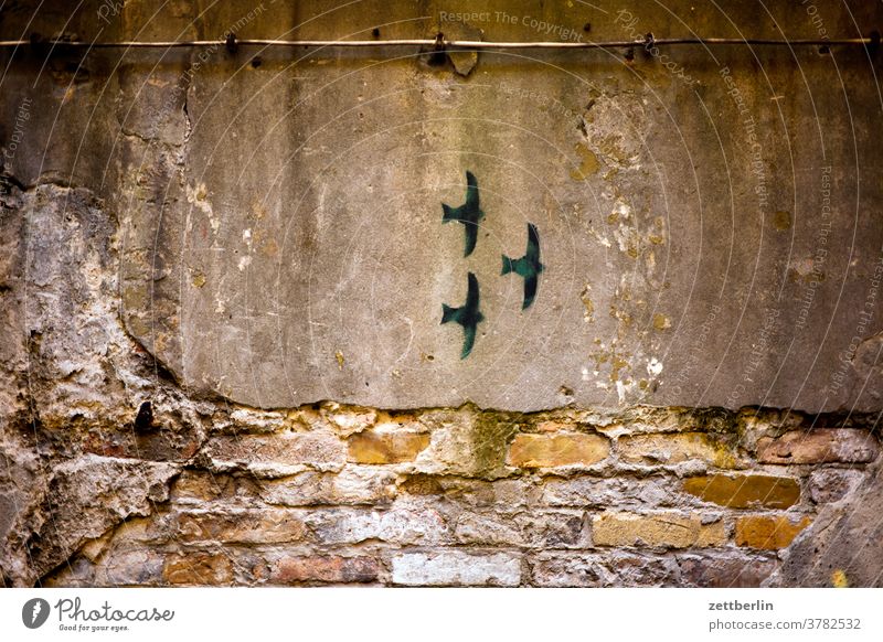 Three swallows Old building on the outside Fire wall Facade House (Residential Structure) rear building Backyard Courtyard Interior courtyard downtown