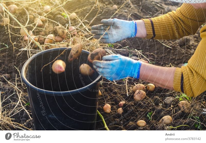 A farmer woman collects potatoes in a bucket. Work in the farm field. Pick, sort and pack vegetables. Organic gardening and farming. Harvesting campaign, recruiting seasonal workers.