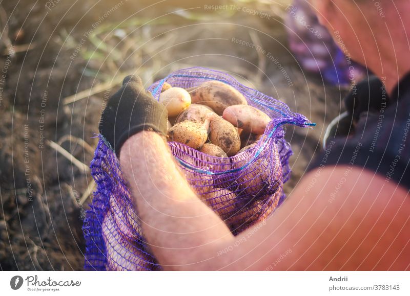 A farmer fills a mesh bag with harvest potatoes. Harvesting potatoes campaign on farm plantation. Farming. Countryside farmland. Growing, collecting, sorting and selling vegetables.