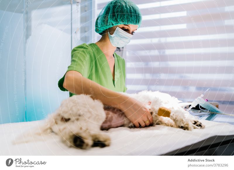 Female veterinarian preparing dog for operation veterinary surgery anesthesia woman clinic prepare operating theater animal female table care occupation job