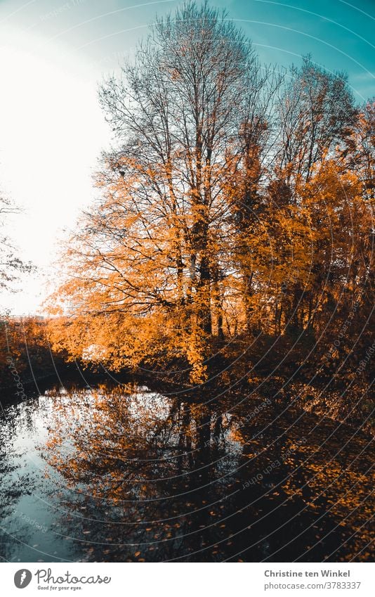 Autumnal trees at a small lake are reflected in the water. Falling leaves of different colours lie under the trees and in the water Reflection in the water Lake