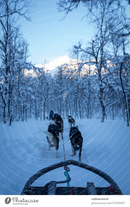 Dogs Pulling Sled in Norwegian Forest sled sleigh pulling snow winter point of view pov running long shot Norway north cold natural lighting nature outdoors