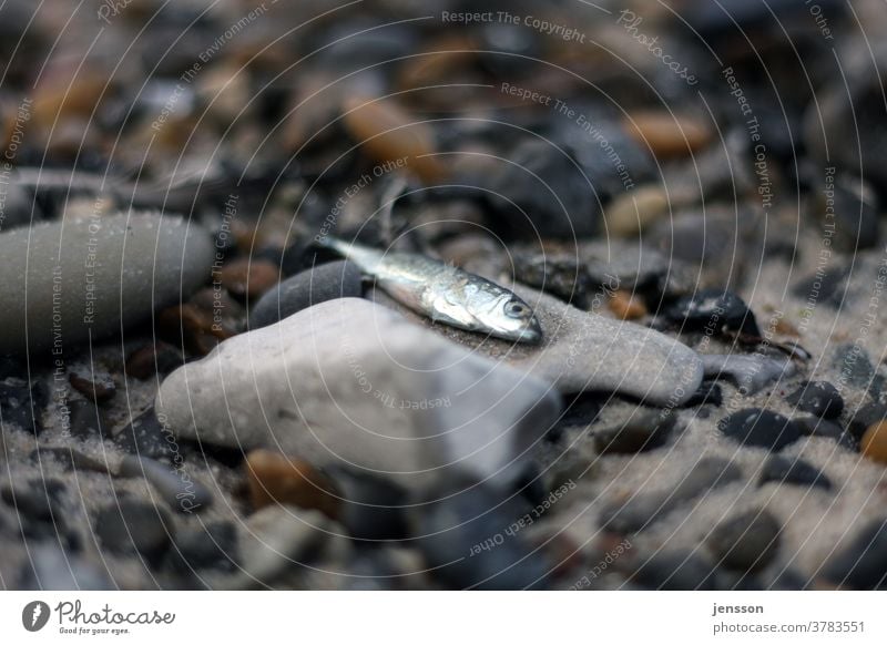 Dead fish on a pebble on the beach Fish Beach stones dead Death Pebble Gravel beach Fishing (Angle) Nature Environment Silver North Sea Pebble beach