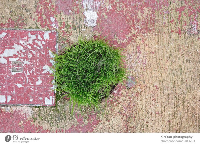 Green fresh grass breaks through asphalt. Nature vs urban concept green weed plant nature summer growth environment street day natural power copy space park