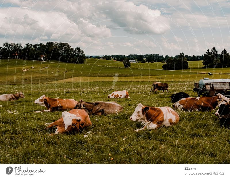 Allgäu cows Bavaria Willow tree Meadow Farm animals rest tranquillity leigen at the same time Green Nature Landscape mountains Sky Clouds panorama Summer Sun