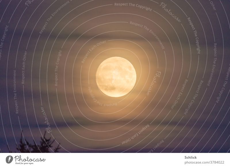 Full moon with corona behind veil clouds and tree tops Full  moon cirrostratus clouds golden Tree tops Twilight Sky centered Central Star earthmoon Blue Violet