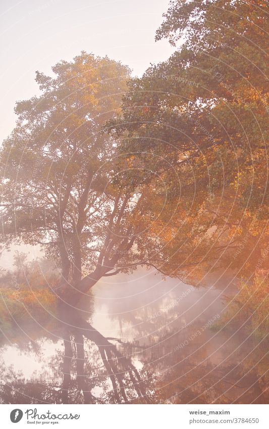 Fog on river. October fall calm morning misty scene tree fog autumn nature water forest landscape outdoor lake travel foggy tranquil sunlight yellow background