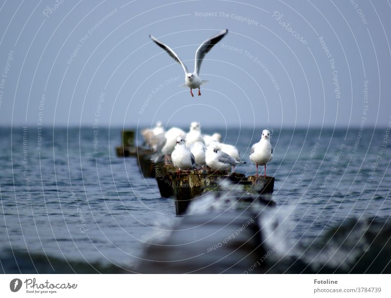 Gull squadron - or a flock of gulls taking a break. A straggler just comes flying in. Animal Bird White Feather pretty Beak Elegant Nature Esthetic