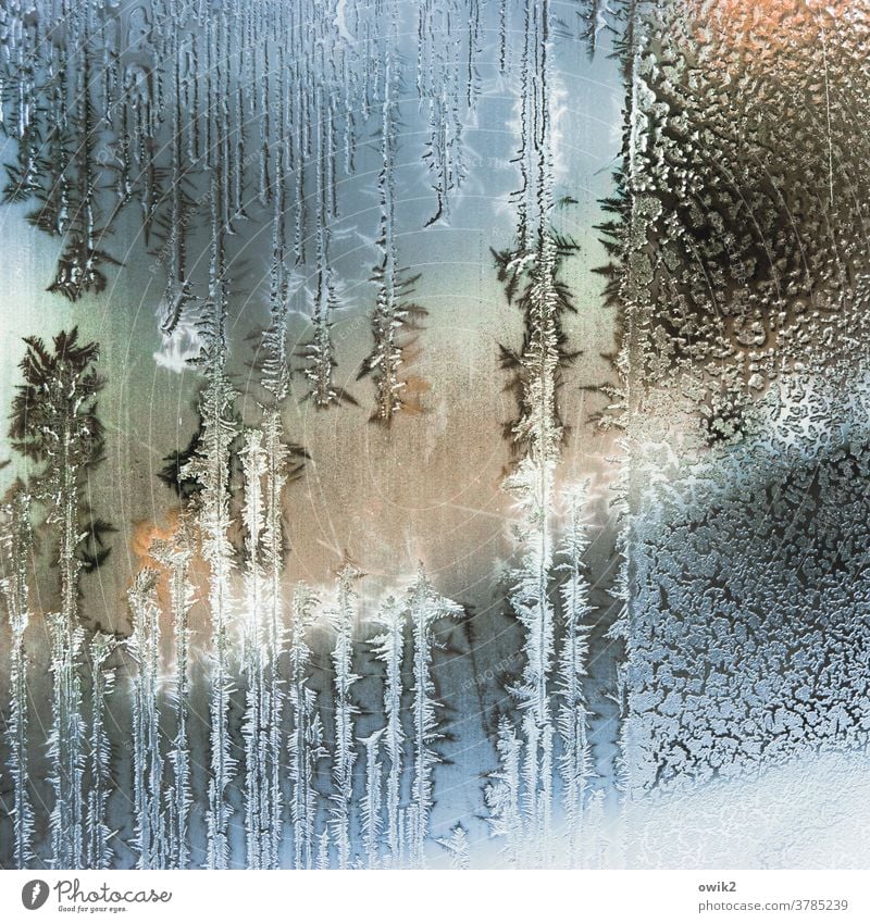 Cold glass Winter Ice Frost Pane Glass Authentic Bizarre Ice crystal Structures and shapes Day Interior shot Close-up Detail Pattern Deserted Colour photo