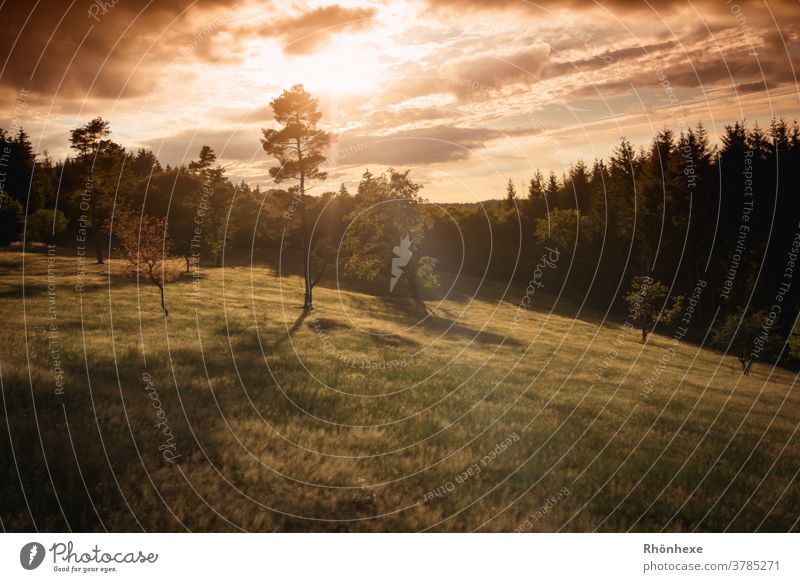 Sunset in the Juniper Eifel Summer Nature Sky Clouds Tree Landscape Colour photo Exterior shot Environment Deserted Green Meadow naturally Grass Forest