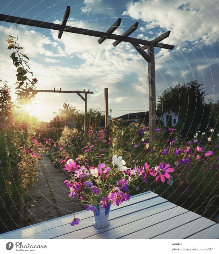 Garden evening Environment Nature Landscape Plant Sky Beautiful weather Summer Sun Clouds Flower Bushes Blossom Wild plant Wood Pole Pérgola Cosmos Movement