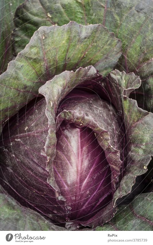 Detailed view of a red cabbage. Vegetable vegetables Cabbage Coleslaw food Eating food products Healthy vitamins health structure Kitchen put away Nature