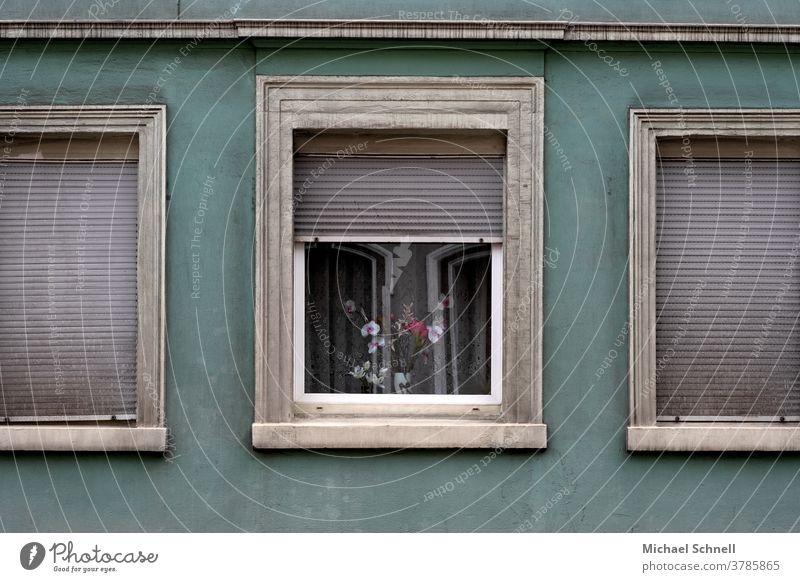 Old house wall, windows with closed shutters and a window with flowers Wall (building) Facade Wall (barrier) Deserted Exterior shot Colour photo Building Window