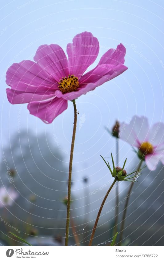 Jewellery baskets in autumn Cosmos Pink-leaved decorative flower cosmetics bipinnata composite asteraceae Flower Blossom Nature Cosmea Autumn Autumnal Plant