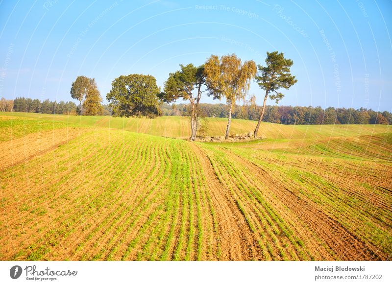 Autumnal landscape with trees on a field. rural autumn nature beautiful agriculture countryside morning nobody natural horizon sky blue outdoors scene
