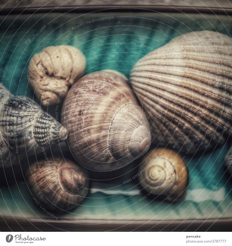 memories of seashells Snail shell Collection Close-up Ocean remembrances Longing Beach Vacation & Travel Mussel Mussel shell Detail coast Water marine Summer