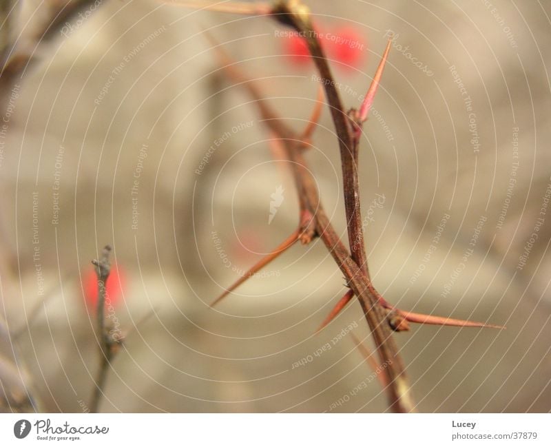 thorns Bushes Thorn Thorny Dangerous Blur Brown Red Berries fruits Point Threat Detail Sharp thing