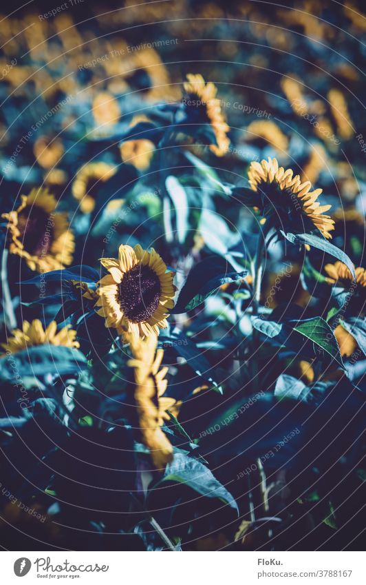 Sunflowers in the cold morning light Summer Blossoming Flower late summer Nature Plant Environment Field Agricultural crop Yellow Growth Summerflower