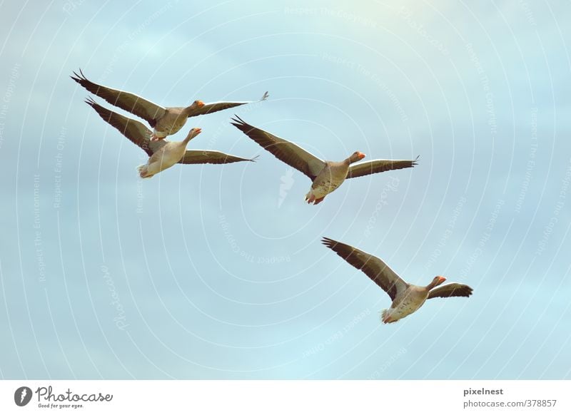 Wild geese in flight Animal Clouds Wild animal Bird Gray lag goose Wild goose 4 Flock Flying Free Blue Freedom Environmental protection Goose Migratory bird Sky