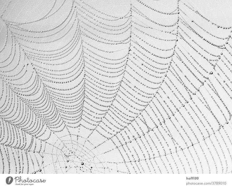 Cobweb with fine droplets Morning dew Spider's web morning dew Net spiderweb Wet Drops of water Nature Rain Dew Damp Network Autumn naturally Detail Fog