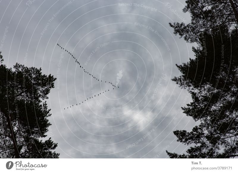 Migratory birds over Brandenburg Sky Schorfheide Colour Clouds Bird Flying Flock Exterior shot Nature Deserted Flock of birds Day Group of animals Animal