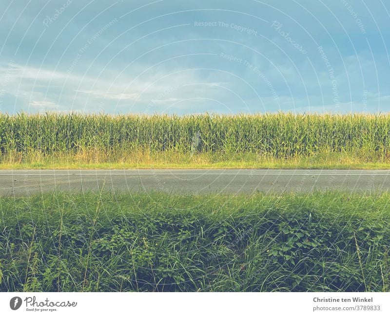 View over a country road with green in the foreground, then asphalt, a cornfield and above it blue sky with some veil clouds Maize field Street Sky Dig