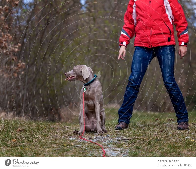 Disobedience and grumbling of a Weimaraner hunting dog during training mistress Rural Body language dog school puppy school weimaran puppy breed of dog