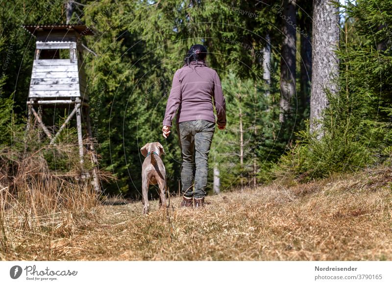 Weimaraner hunting dog during training in the forest Dog Woman person Forest pointing dog Hiking In transit hunting training Obedient Study Braids hair Hunter