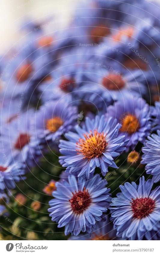 Macro shot of a bush with Aster flowers purple Violet Flower Blossom petals Pollen Pistil Plant Nature Close-up Garden Macro (Extreme close-up) Deserted Detail