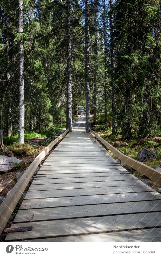 Developed hiking trail in Fulufjell Nationslpark in Sweden path Footbridge fulufjell fulufjället Dalarna Woodway Disability friendly Forest National Park travel