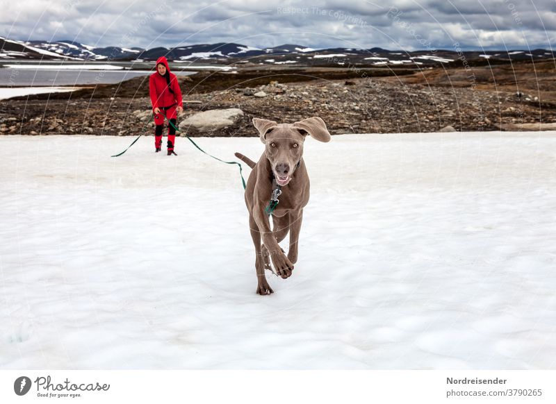Young Weimaraner plays and raves in the snow hunting training dog school puppy school Cute game fortunate Freedom rearing Study Playing omitted Purebred dog