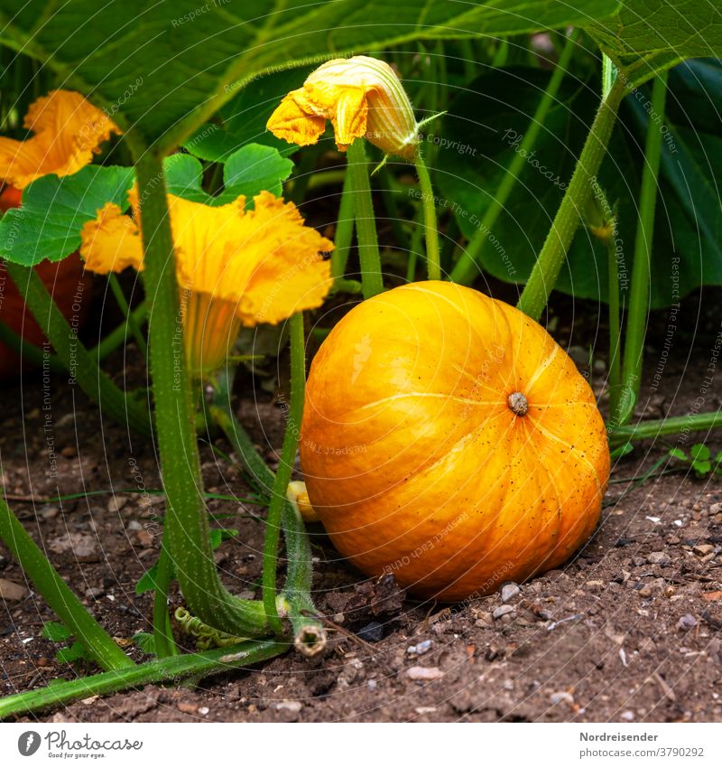 Ripe pumpkin Hokkaido with flowers vegan Biological pumpkin blossom Agriculture minerals salubriously Fresh Nature vitamins food products Nutrition agrarian