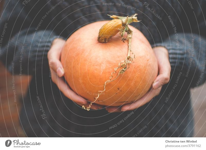 Orange food pumpkin in the hands of a young woman. Close-up with dark knitted wool sweater in the background Pumpkin gourd Hallowe'en Thanksgiving Food