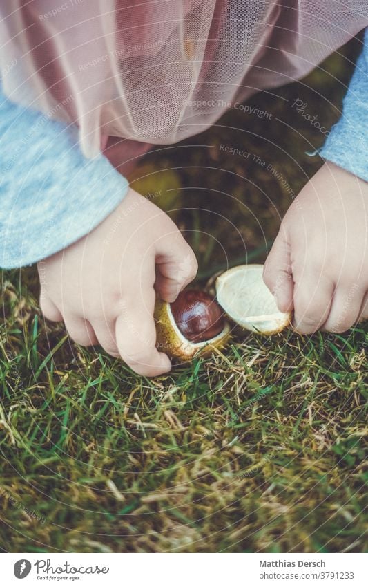 Girl collects chestnuts Chestnut tree hands children's hands Amass Autumn Sense of Autumn Autumnal landscape