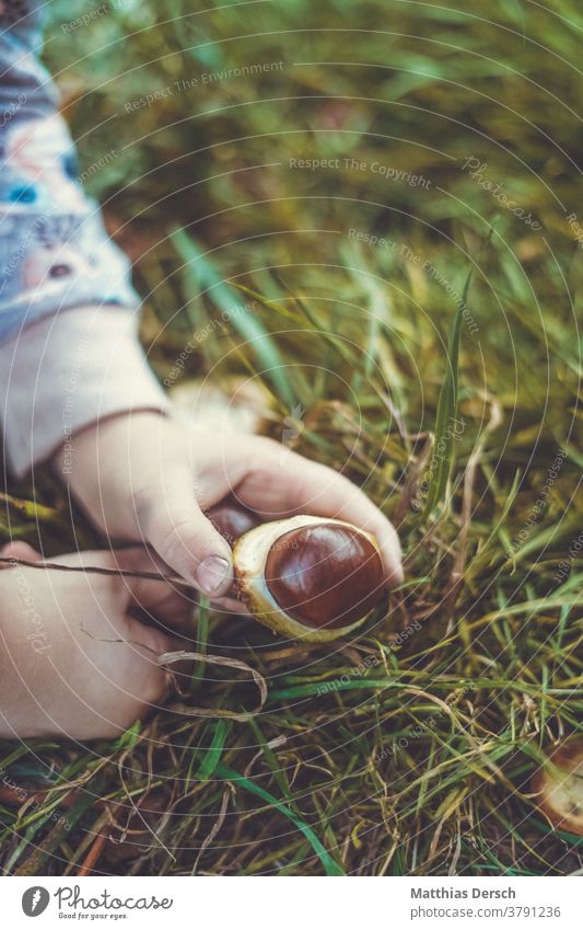 Girl collecting chestnuts Chestnut Chestnut tree hands children's hands amass Autumn Sense of Autumn Autumnal landscape