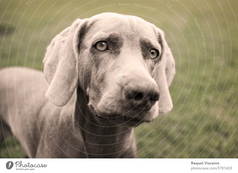 Portrait of a weimaraner dog on the grass. Sepia tone photography. animal pet puppy portrait canine cute grey brown breed labrador head isolated purebred hound