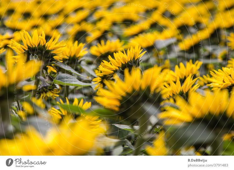 sunflowers Sunflower Yellow Flower Summer Plant Blossoming Sunflower field Environment Agricultural crop Exterior shot Deserted Colour photo Nature pretty
