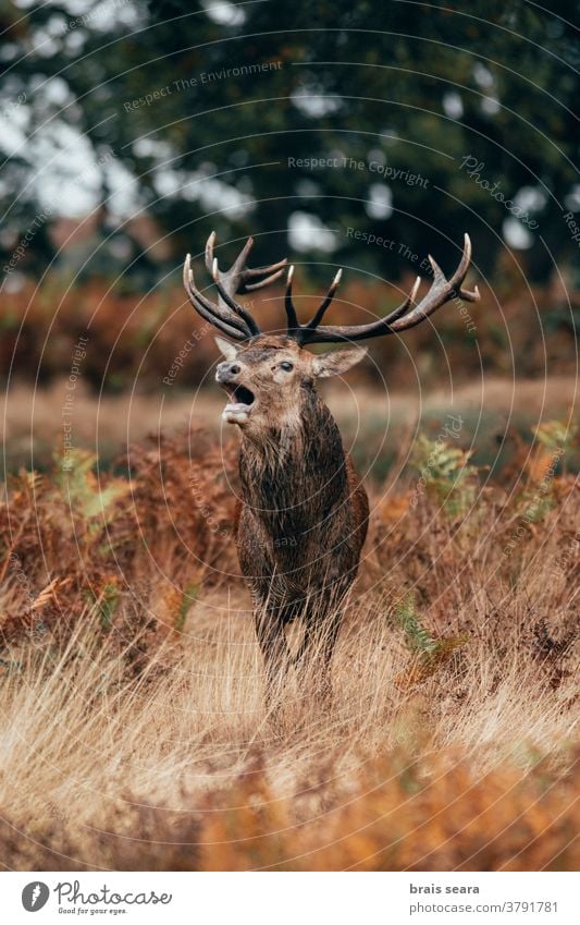 Red Deer (Cervus elaphus) Stag bellowing during the rut. deer horn mammal fall animal majestic tourism powerful october animals nature backgrounds calm
